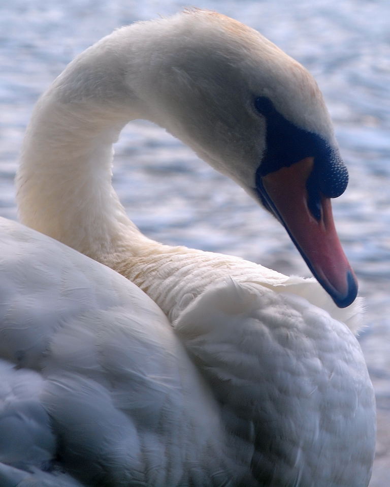 Mute Swan1
